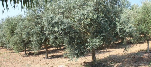 3 Schlafzimmer Haus in Rio Maior, Portugal, Nr. 257975 33