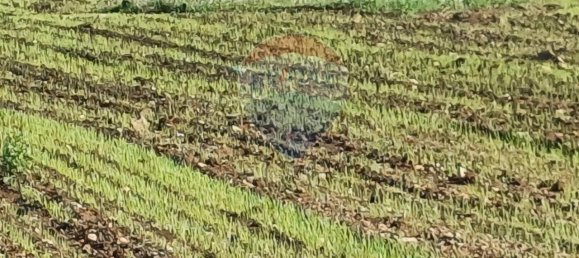 1-salle Terrain à Pachino, Italy No. 126638 9