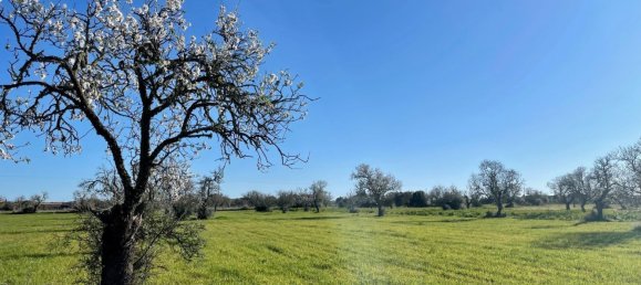 Grundstück in Campos, Spain, Nr. 155388 12
