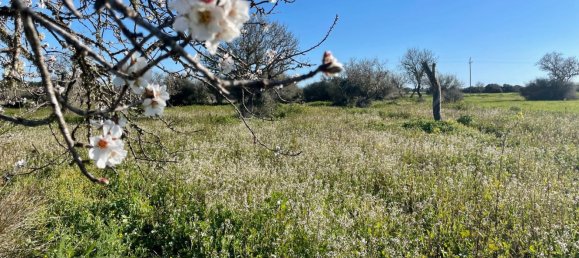 Grundstück in Campos, Spain, Nr. 155388 9