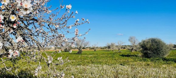 Grundstück in Campos, Spain, Nr. 155388 8