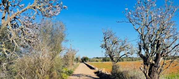Grundstück in Campos, Spain, Nr. 155388 11
