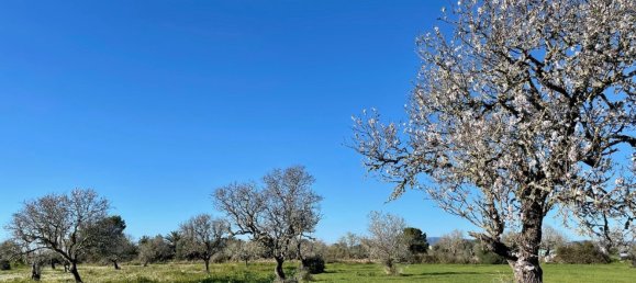 Grundstück in Campos, Spain, Nr. 155388 4