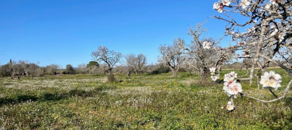 Grundstück in Campos, Spain, Nr. 155388 10
