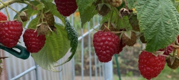 Земельный участок в Варендорф, Германия № 238332 14