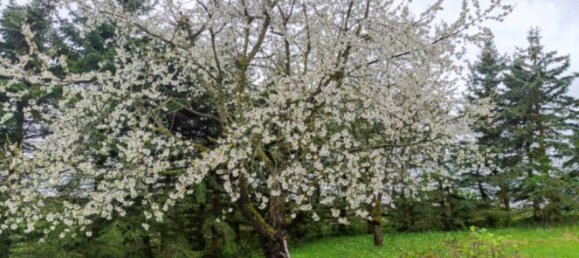Grundstück in Erzgebirgskreis, Germany, Nr. 295032 11