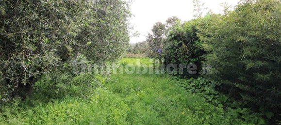 Studio in Castagneto Carducci, Italy No. 142490 2