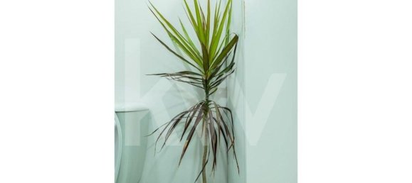 3 bedrooms Apartment in Canico, Portugal No. 72831 17