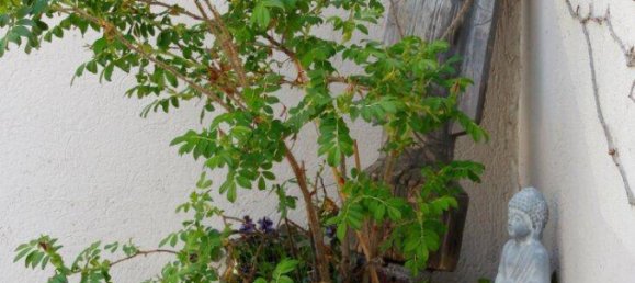 4 rooms House in Klosterneuburg, Austria No. 234446 18