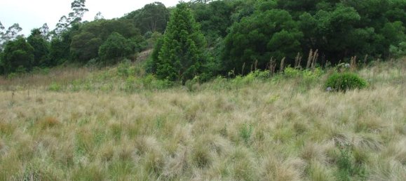 4725m² Land in Bunya Mountains, Australia No. 1180 7