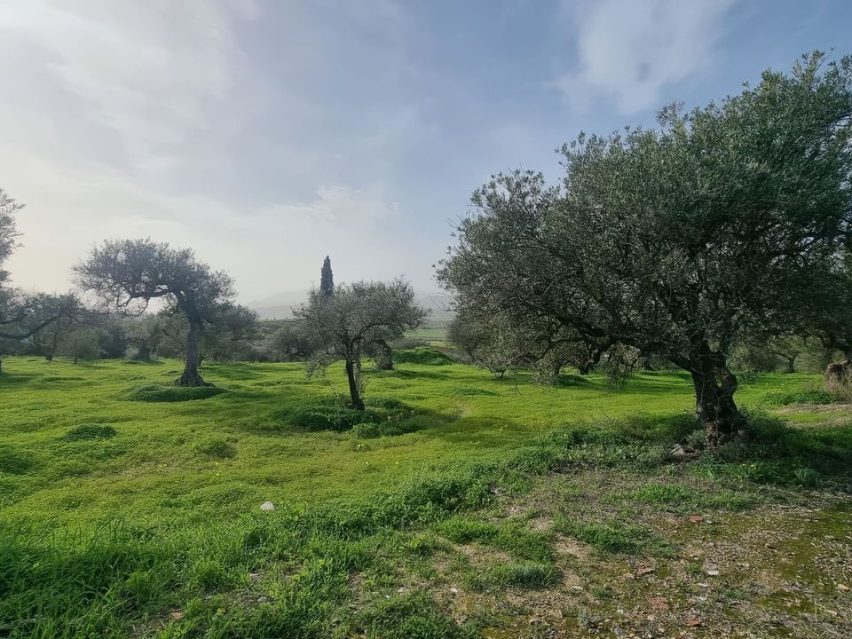  Land in Alhaurin el Grande, Spain No. 270125