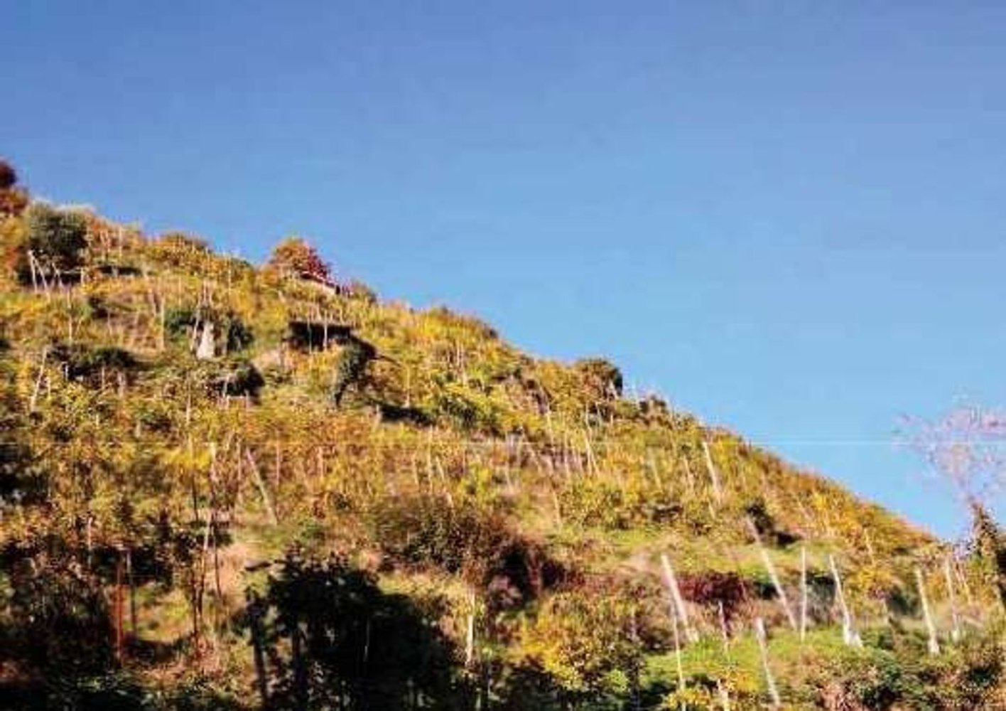 8322m² Land in Farra di Soligo, Italy No. 55066