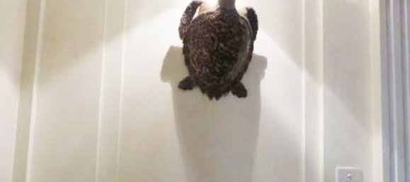 8 Schlafzimmer Haus in Cau Giay, Vietnam, Nr. 349 18