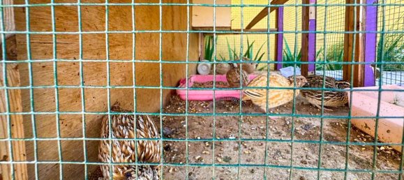 8 bedrooms Farm in Al Rams, UAE No. 107336 12