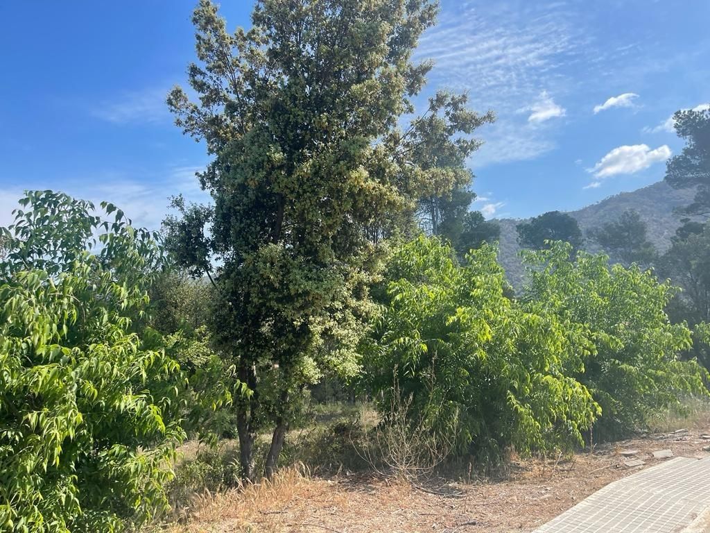  قطعة أرض في La Torre de Claramunt, Spain 1138متر مربع رقم 29118