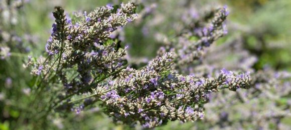 5-Zimmer Villa in Klausen-Leopoldsdorf, Austria, Nr. 221169 11