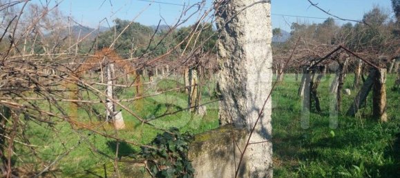 Grundstück in Bela, Portugal 3210m², Nr. 68271 11