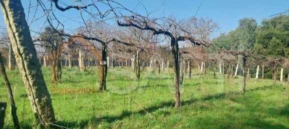 Grundstück in Bela, Portugal 3210m², Nr. 68271 12