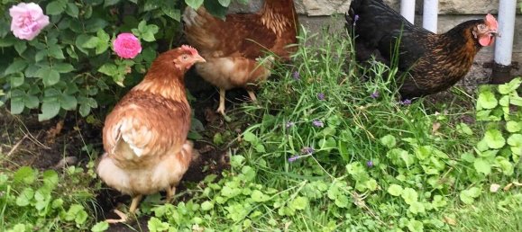 Terreno em Barnim, Germany N.º 17091 29