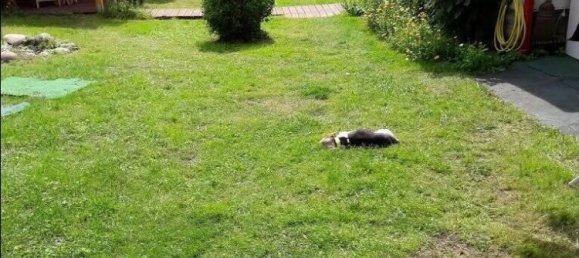 Terreno em Barnim, Germany N.º 17091 12