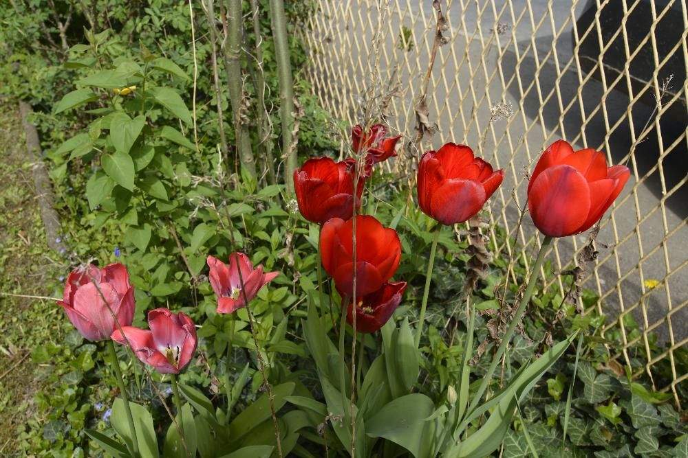 Casa de 7 divisões em Jennersdorf, Austria N.º 149188