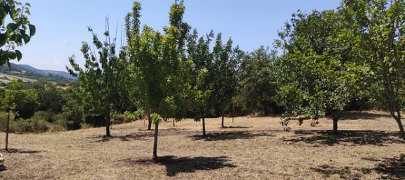 5000m² Land in Osilo, Italy No. 281324 3