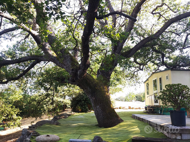 5000m² Land in Osilo, Italy No. 281324