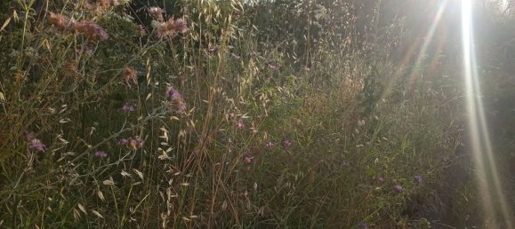 3000m² Land in Zafferana Etnea, Italy No. 172949 3