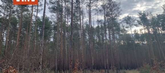 Grundstück in Elbe-Elster, Germany, Nr. 46482 5