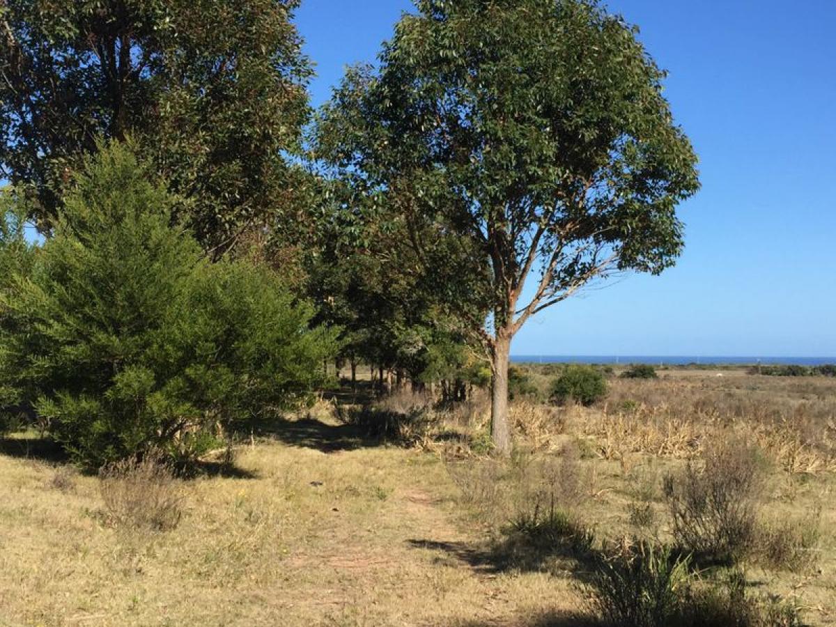 Farm in Maldonado, Uruguay No. 14625