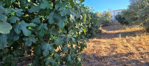 Casa T3 em Torres Novas, Portugal N.º 339958 22