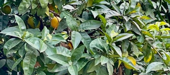 8 rooms Duplex in Florence, Italy No. 192143 8