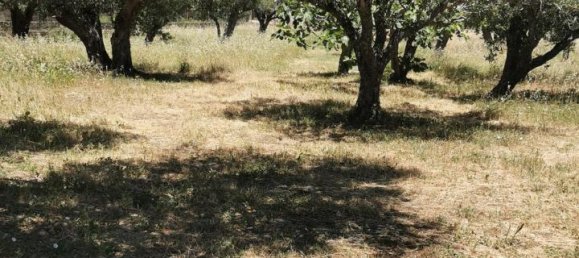  قطعة أرض في Catanzaro, Italy 3000متر مربع رقم 125094 8