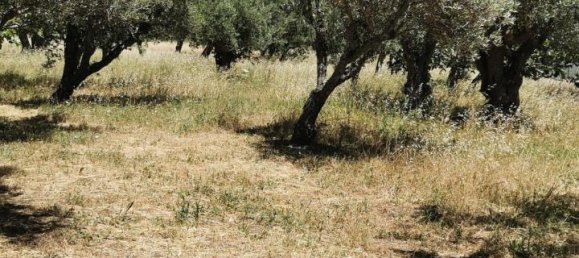  قطعة أرض في Catanzaro, Italy 3000متر مربع رقم 125094 6