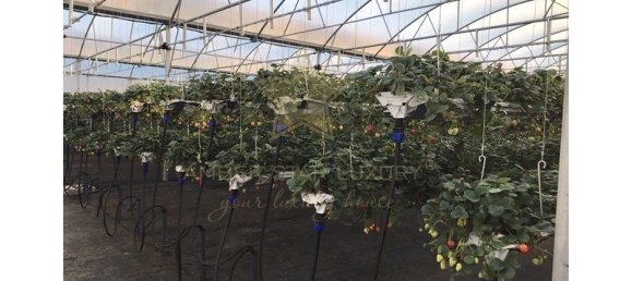 284m² Land in Soure, Portugal No. 139736 39