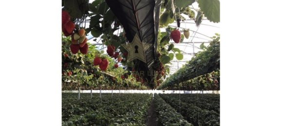 284m² Land in Soure, Portugal No. 139736 37