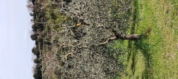 40000m² Land in Montepulciano, Italy No. 254265 3