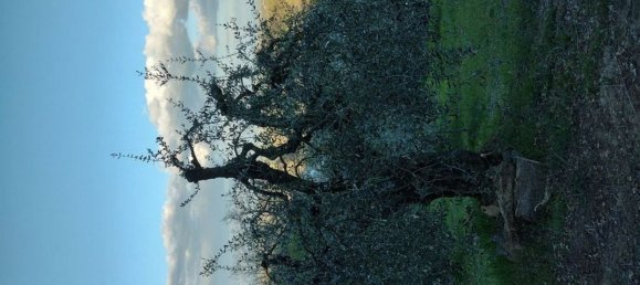 40000m² Land in Montepulciano, Italy No. 254265 2