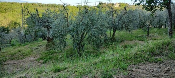 40000m² Land in Montepulciano, Italy No. 254265 5