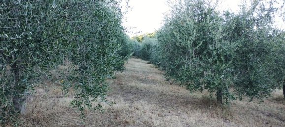 40000m² Land in Montepulciano, Italy No. 254265 4