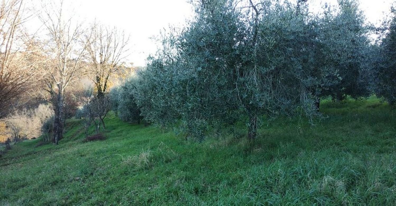 40000m² Land in Montepulciano, Italy No. 254265