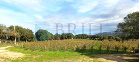 85000m² Land in Berchidda, Italy No. 326971 10