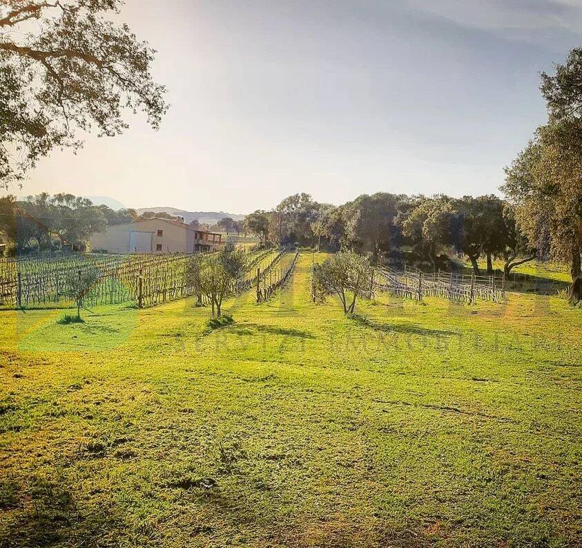 85000m² Land in Berchidda, Italy No. 326971