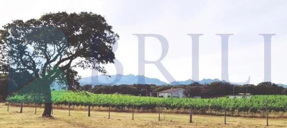 85000m² Land in Berchidda, Italy No. 326971 4