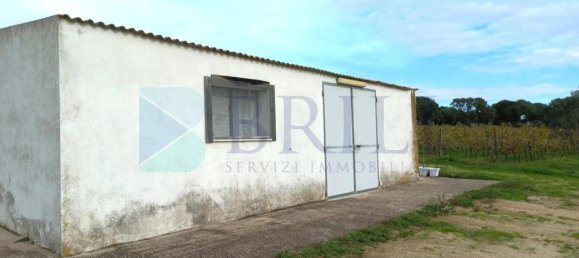 85000m² Land in Berchidda, Italy No. 326971 23