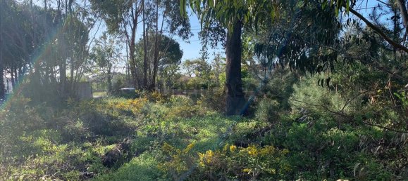 Land in Cartaxo, Portugal No. 159916 12