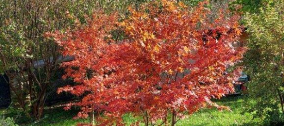 Casa de 5 habitaciónes en Grunbach am Schneeberg, Austria No. 222721 2