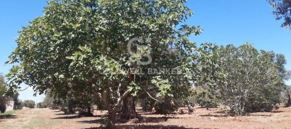 1 room Land in San Vito dei Normanni, Italy No. 149769 9