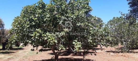 1 room Land in San Vito dei Normanni, Italy No. 149769 2