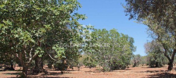 1 room Land in San Vito dei Normanni, Italy No. 149769 5